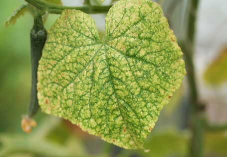 Blatt mit feinem Gespinst und Spinnmilben