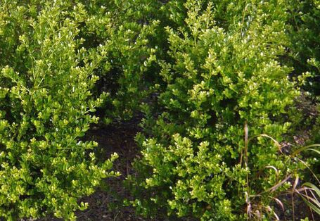 Japanische Stechpalme (Ilex crenata)