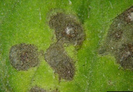 Symptome der Blattfleckenkrankheit an Tomatenblatt