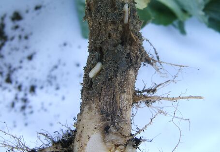 Fraßschaden einer Kohlfliegenlarve an einer Kohlwurzel.