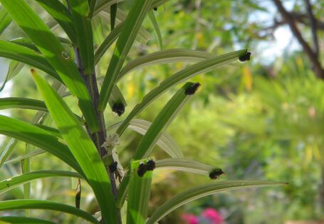 Kotbedeckte Larven des Lilienhähnchens