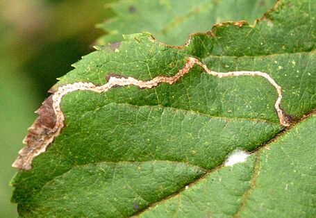 Schadbild der Schlangenminiermotte