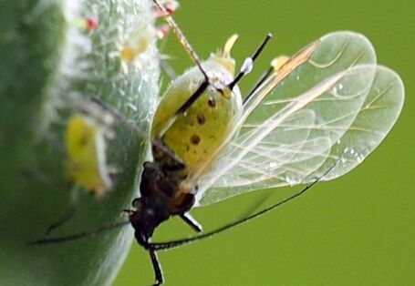 Eine geflügelte Blattlaus auf einer Rosenknospe