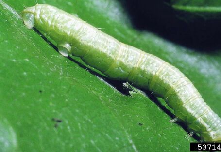 Nahaufnahme einer grünen Raupe auf einem Blatt