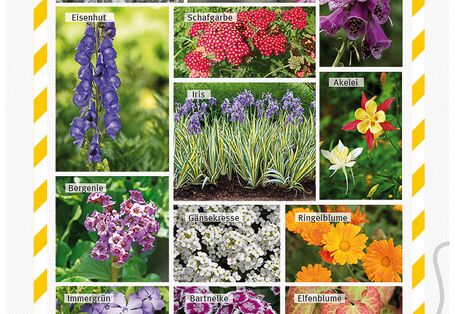 Zierpflanzen gegen Schneckenprobleme