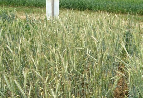 Teil eines Roggenfeldes