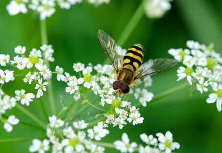 Eine Schwebfliege auf einer Blüte.