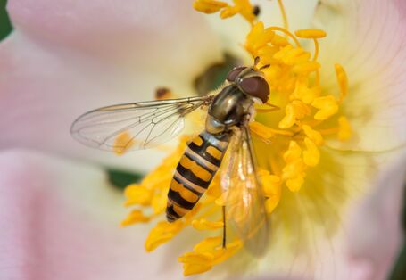 Nahaufnahme von einer Schwebfliege auf einer Kirschblüte