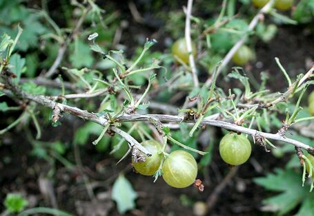 Kahlfraß durch die Larven der Gelben und der Kleinen Stachelbeerblattwespe