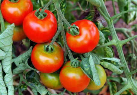 Nährstoff- und Wassermangel an einer Tomatenpflanze