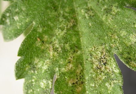 Silbrig gesprenkelte Blätter weisen auf einen Befall mit Thripsen hin.