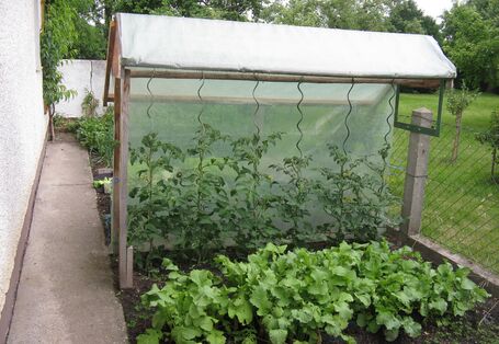 Tomatenpflanzen unter Tomatendach 