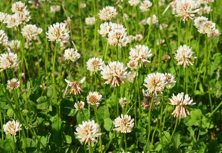 Weiß-Klee (Trifolium repens)