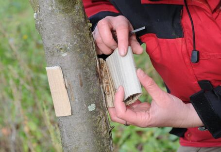 Wellpappenring gegen Apfelwickler wird an einem Stamm eines Apfelbaums angebracht