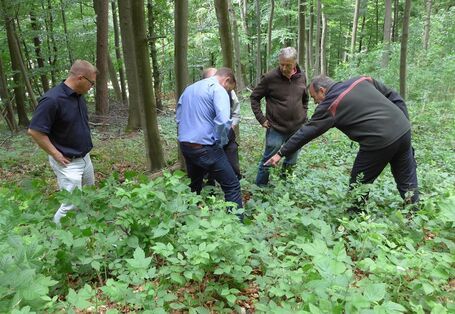 Fünf Männer stehen in einem Waldstück und betrachten den Waldboden