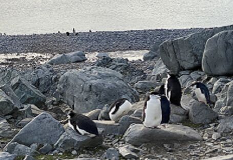 Die Bestände von Zügelpinguinen sind rückläufig – Schuld ist mit großer Wahrscheinlichkeit der Klimawandel
