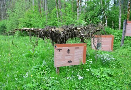 umgedrehter Wurzelteller mit entsprechenden Infotafeln 
