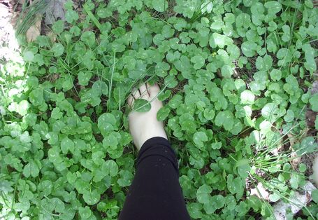 Barfuß durch den Wald