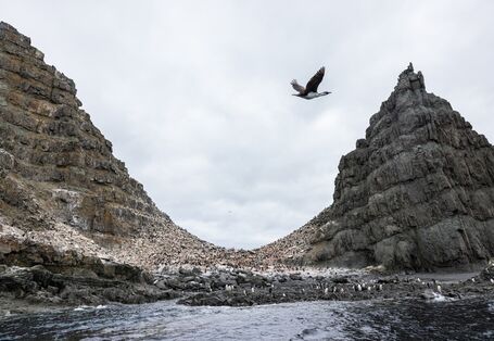 Steile felsige Insel mit brütenden Pinguinen und einem vorbeifliegenden Kormoran.