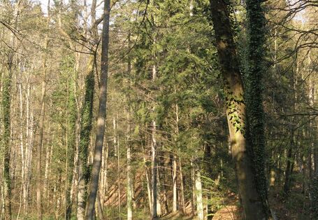 Wanderweg Bodenerlebnispfad