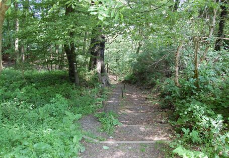 Buchenwald am Kaisberg