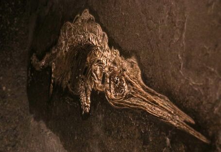 Dauerausstellung "TERRA.vita", Fossil