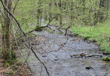 Bach im NSG Gelpe
