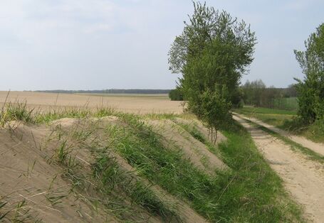 Soil displacement due to wind erosion near Worin in Brandenburg, Germany 