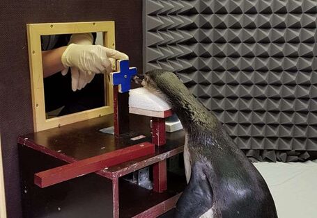 Doktorandin Helen Rößler beim Training der Pinguine in der Schallkammer im Meeresmuseum in Stralsund. (Inzwischen sind Türen und Trainersichtfenster während des Trainings geschlossen).