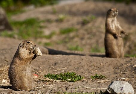 Präriehunde