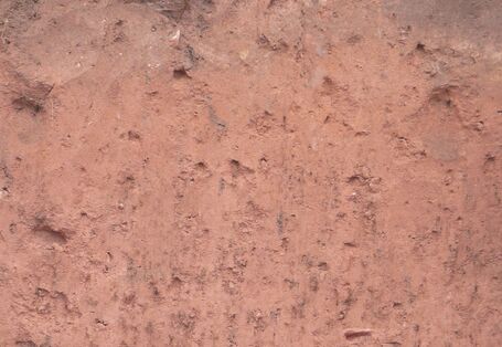 Das Bodenprofil am Standort Bürgstadt, Typ Braunerde aus Bundsandstein