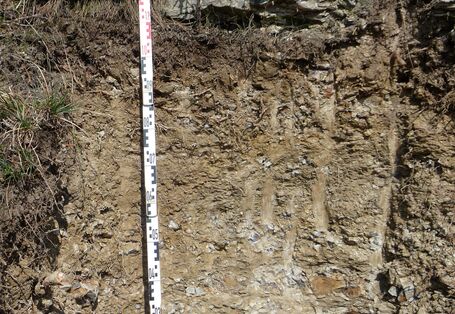 Das Bodenprofil am Standort Homburg, Typ Rendzina