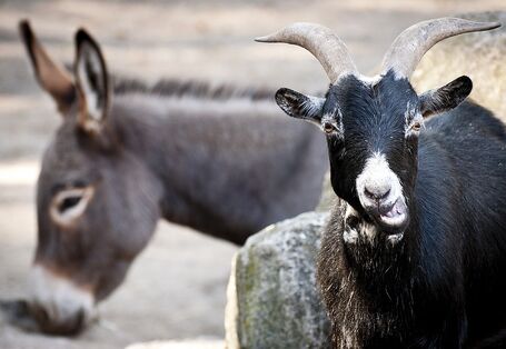 Ziege und Esel