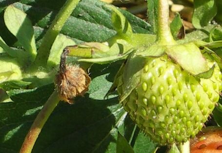 Abgeknickte Erdbeerblüte