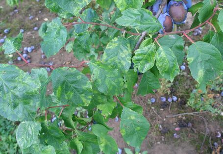 Pflaumenblatt mit ringförmigen Scharka-Aufhellungen 