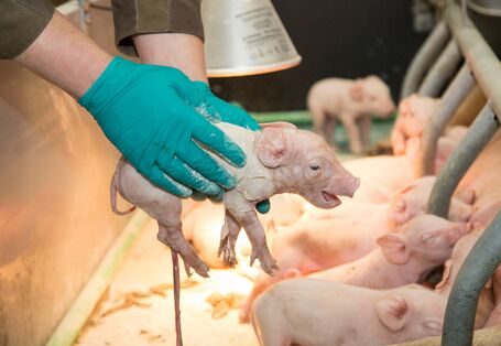 Ein Landwirt reibt ein frischgeborenes Ferkel mit Hygienepulver in der Nähe einer Wärmelampe trocken.