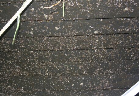 Folkeboot mit erodierender biozidfreier Beschichtung, Ratzeburger See am 10.10.2016