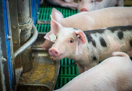 Foto von Ferkeln in einem Mastbetrieb, die an einem Trog fressen, in den das Futter aus einem Breiautomat gegeben wird.