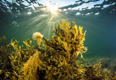 Braunalge unter Wasser.