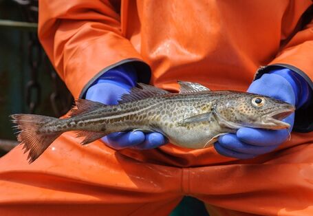 Hände in Laborhandschuhen halten einen Dorsch.