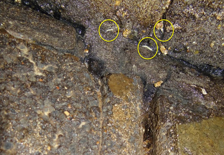 Risse in einer Wand, besiedelt mit Fliegenlarven. Diese können wie Würmer und Wurmlarven dort überleben.