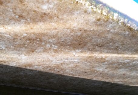 Bremen-Hasenbüren, Schwertzugvogel Hanseatenstern 2016, Biofilm nach der Fahrt