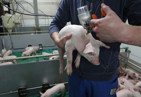 Foto: Tierarzt hält ein Ferkel in der Hand und injiziert die Impfung mit einer Impfpistole.