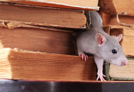 Rattenbefallbekämpfung wird durch das Infektionsschutzgesetz geregelt.