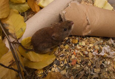 Rötelmaus
