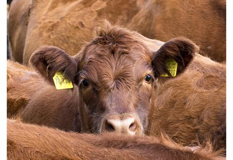 Cover von "Anpassung an den Klimawandel: Landwirtschaft"; Titelfoto: Ein Rind steht zwischen anderen Rinder auf einer Weide