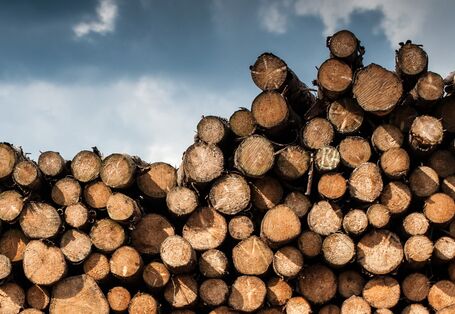 Stack of wood logs
