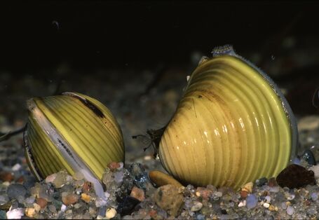 Eine Körbchenmuschel