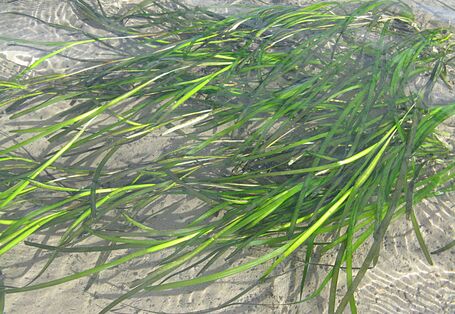 langes grasähnliches Gras unter Wasser