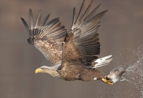 aufsteigender Seeadler über dem Wasser mit Fischbeute